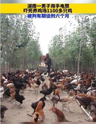 男子因手电筒吓死1100只鸡被判刑，湖南一故意毁坏财物案件宣判