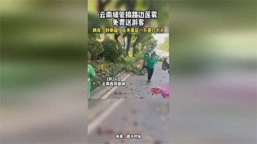 云南城管摘路边莲雾免费送给游客 