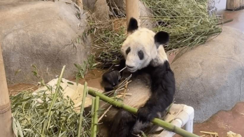 大熊猫丫丫将通过温控卡车运至机场