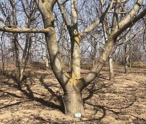咸阳市民反映：近4500棵核桃树被齐根锯断，谁是凶手？