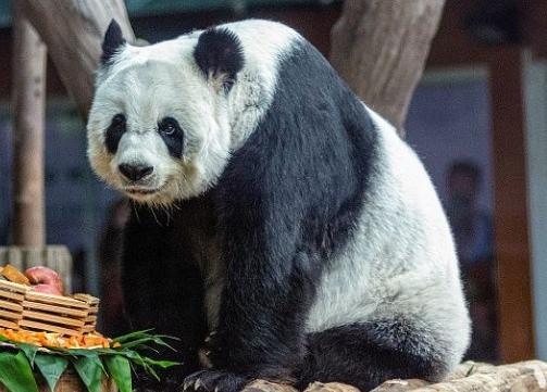 中国大熊猫“林惠”在泰国离世，中泰专家联合调查死因