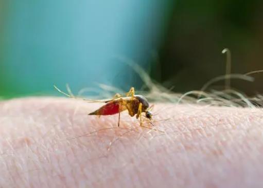 深圳发布首份“蚊子地图”，南山区成为重点防范区域