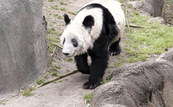 大熊猫“丫丫”即将回国，预计明天16点55分抵达上海！