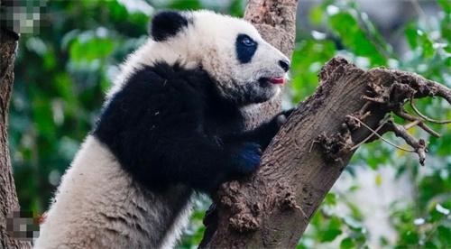 成都大熊猫基地遭不文明行为，工作人员严厉警告家长和孩子