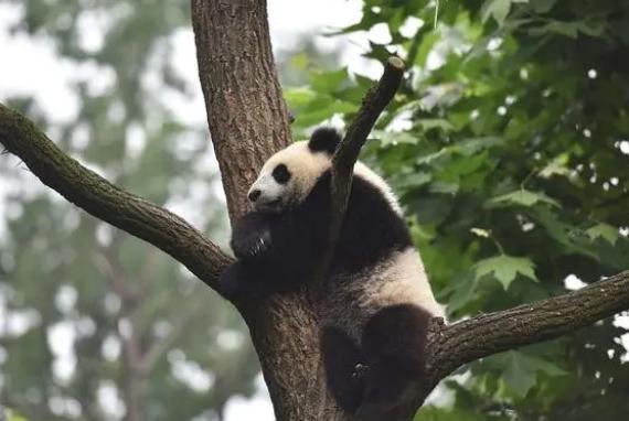 如何保障游客安全？看大熊猫基地保安大叔的细心照顾！