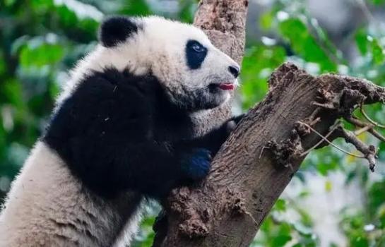 成都大熊猫繁育研究基地严肃处理不文明游客，2名未成年人被严重警告！