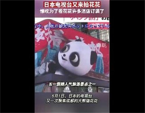 大熊猫花花成为旅游热点，日本电视台争相报道