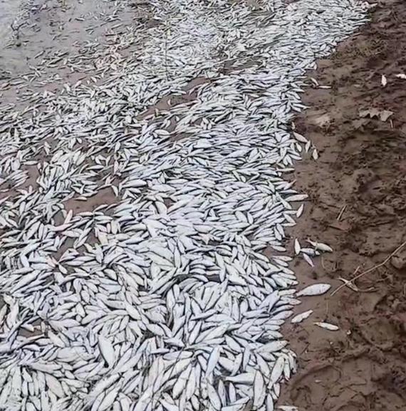 河南杞县野生河鱼大量死亡，村民捡拾带回家食用，是否有毒引关注