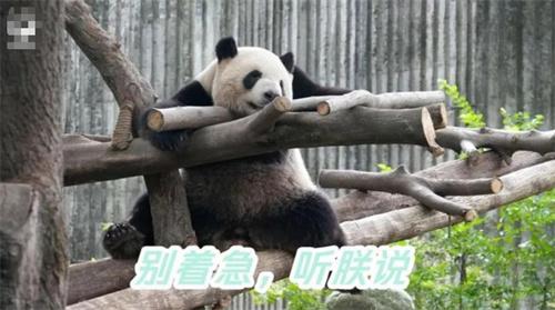 春季大熊猫脱毛现象解析：香格发情期下的正常变化