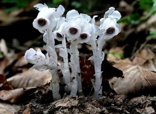 神秘而美丽：探秘柳州冥界之花水晶兰