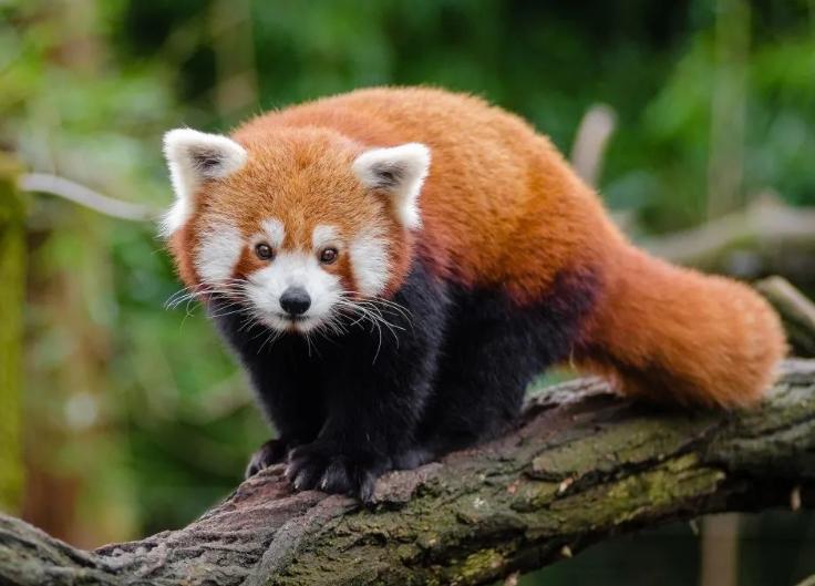 四川乐山警方成功破获野生小熊猫案，部分小熊猫在转交野生动物园后陆续死亡引发质疑