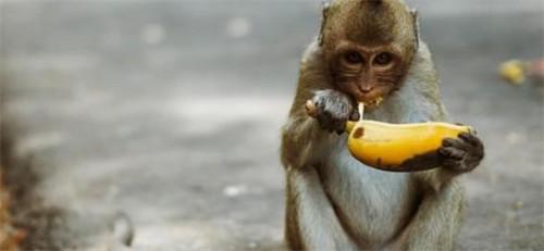 中国切断供应后美国实验室猴子价格上涨