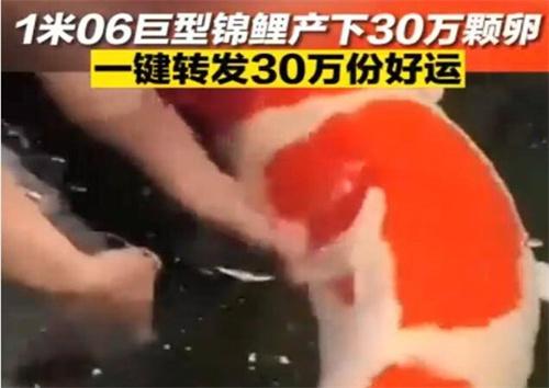 济南巨无霸锦鲤顺利产卵30万颗 一周孵化鱼苗