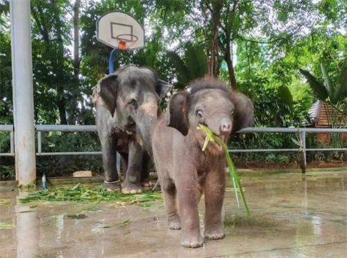 云南公园小象遭刺引关注，当地派专人核实情况