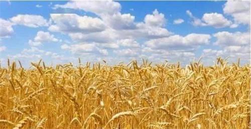 从“增”“减”中看夏收 小麦丰收