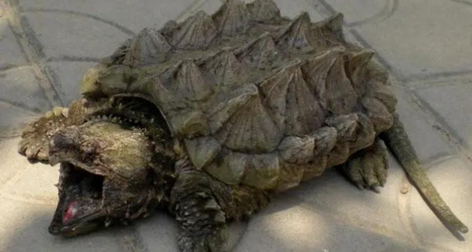 重庆消防惊现体型硕大的外来入侵物种大鳄龟，引发生态平衡警示