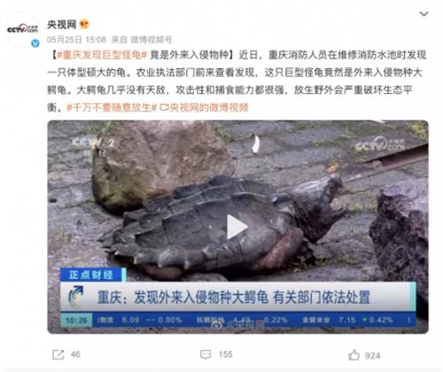 重庆发现外来入侵巨型怪龟：几乎无天敌的生态威胁