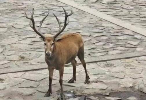 上海崇明岛惊现麋鹿，保护工作人员决定让其自由生活