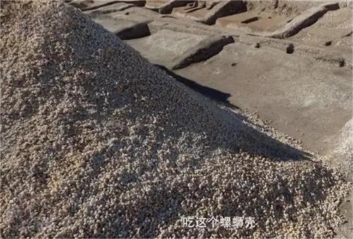 在云南古城村遗址中发现古人吃剩的螺蛳壳堆成一座山