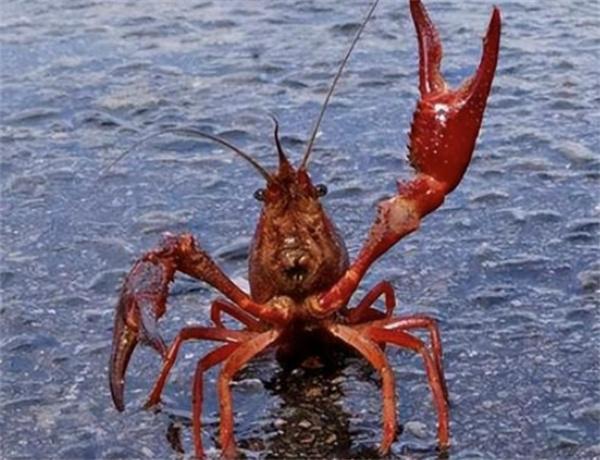 日本紧急行动：小龙虾禁售并罚款15万元，违者将面临处罚！