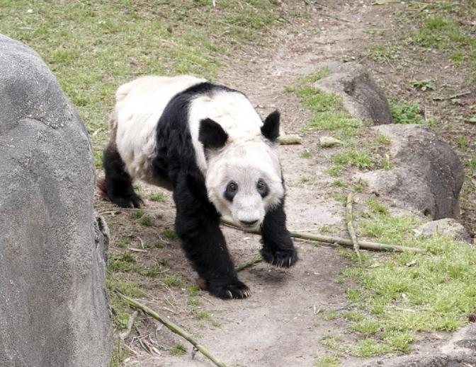 大熊猫“丫丫”平安回到北京动物园：专家保障下的健康状况稳定