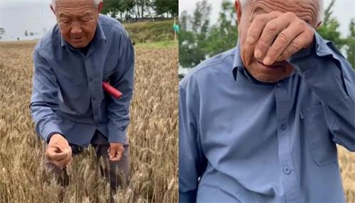 河南79岁老农手捧发芽小麦抹泪 网友表示心酸