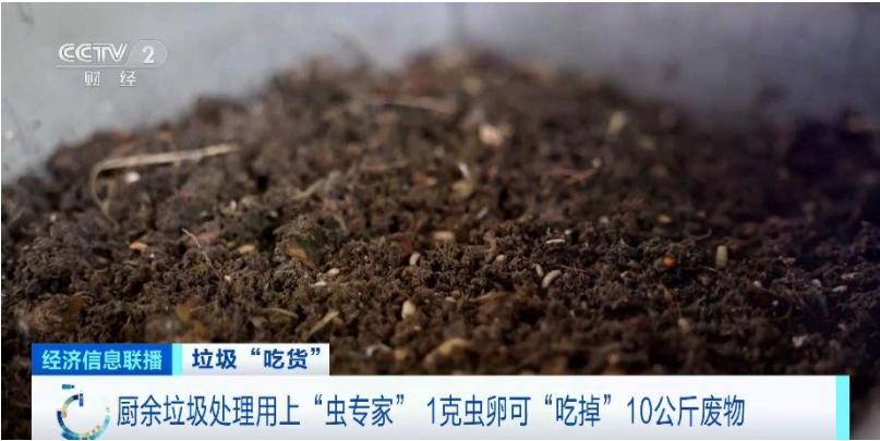 腐蚀性昆虫：厨余垃圾处理的绿色利用之道