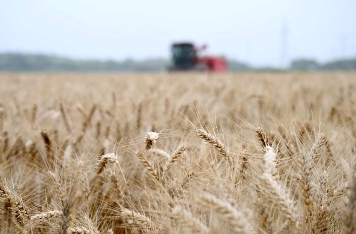 雨中的夏收战：河南8500万亩小麦已收割超过2成，周末迎新一轮降雨挑战