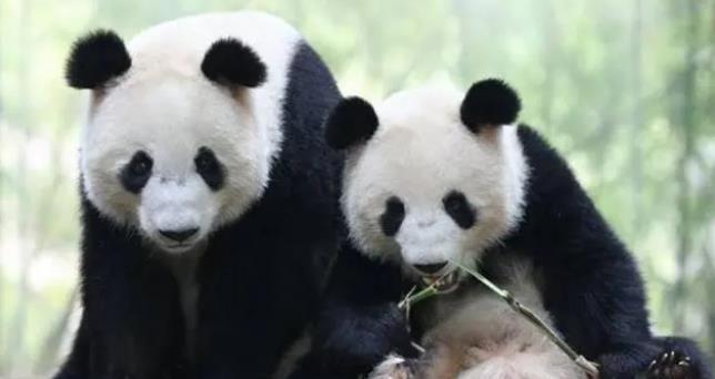 大熊猫的有趣历史事实及其与人类的互动问题