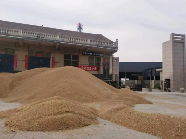 河南豫南麦收进度过半，夏粮收购面临考验