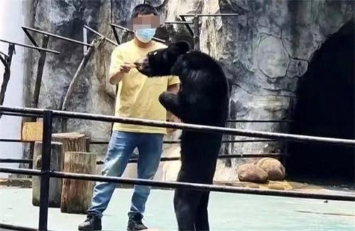 某动物园一只黑熊骨瘦如柴 园方作出回应