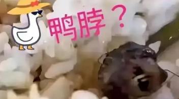 媒体：长牙的鸭脖让人如鲠在喉