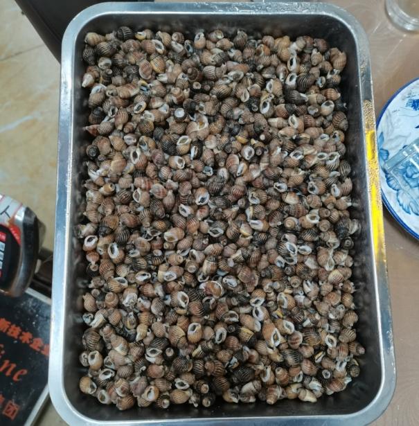 千万别碰这种螺 有人吃完 心跳骤停……