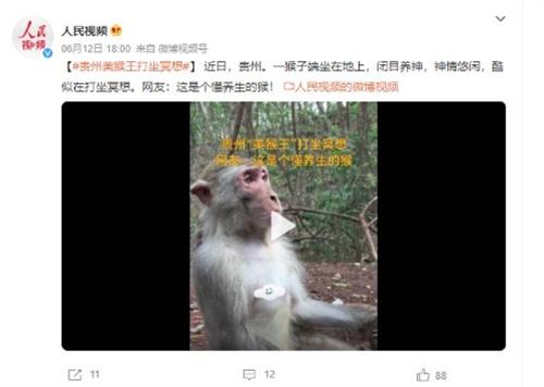 贵州“打坐冥想”的猴子引发网友赞叹