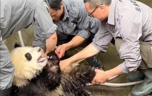 大熊猫渝可渝爱洗澡 两个半人摁半个负责洗