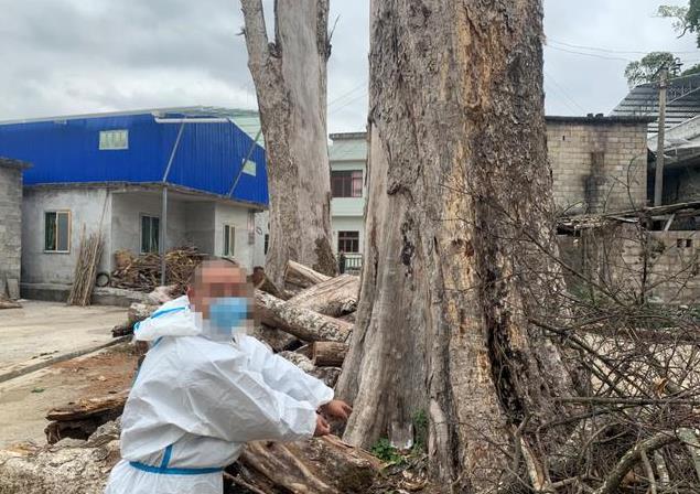 贵州务川非法毒害古树犯罪团伙被摧毁，古树修复面临挑战