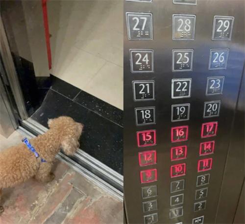狗狗自己坐电梯回家，引发邻居热心帮助的温馨故事