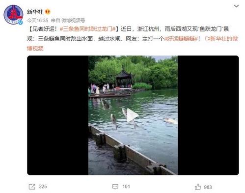 西湖奇景：三条鲢鱼同时跃过水闸，网友称之为好运鲢鲢鲢
