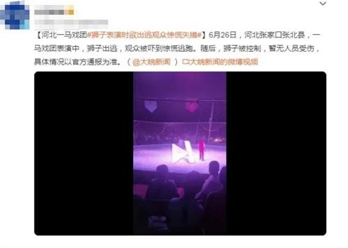 河北张家口张北县马戏团狮子出逃事件：观众惊慌逃离，暂无伤亡