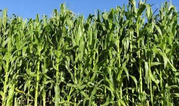 崇信县种植玉米引发争议：为何门口种玉米有错？