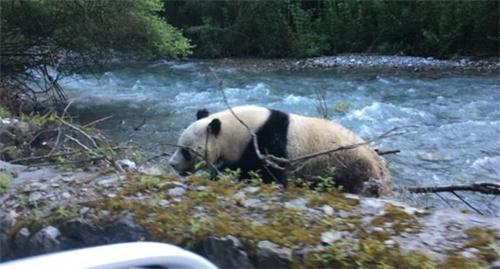 陕西居民驾车途中偶遇淡定大熊猫 被发现后和车辆对视