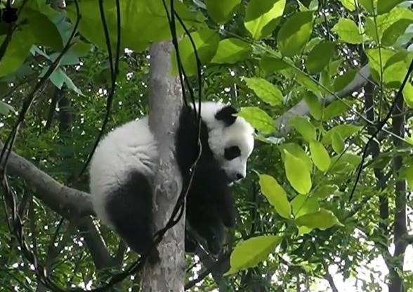 陕西宝鸡太白县居民幸运遇见可爱大熊猫
