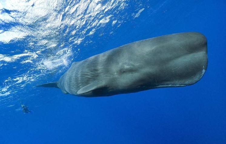 巨大惊喜！抹香鲸尸体揭示9.5公斤重量龙涎香的宝藏