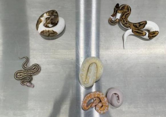深圳皇岗海关查获旅客携带活体蛇类，警示棉袜里隐藏的危险