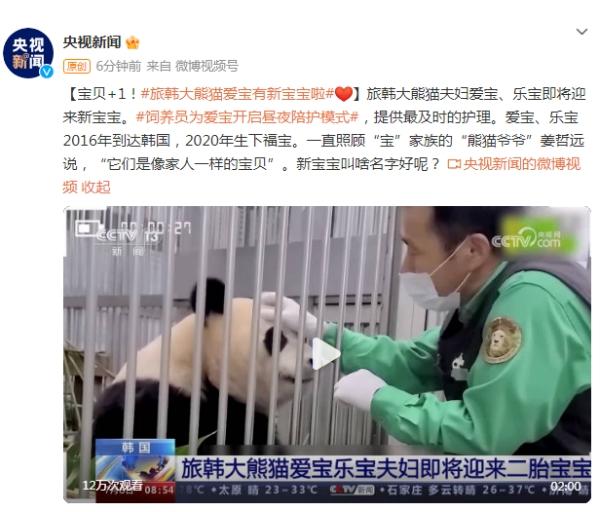 旅韩大熊猫夫妇爱宝、乐宝即将迎来新宝宝，命名由你决定！