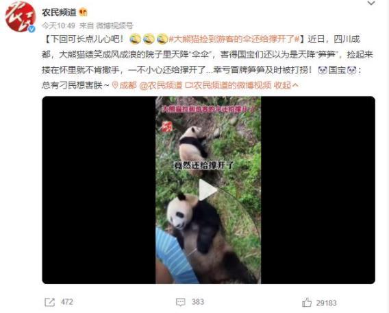大熊猫捡到游客伞意外撑开，幸亏及时处理化潜在危机