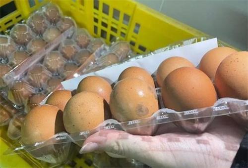 台湾面临鸡蛋过剩问题 鸡蛋在台湾为何总出现问题