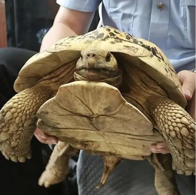 罕见巨型豹纹陆龟惊现上海绿化带，上海动物园接收
