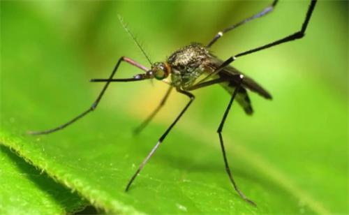北京疾控回应今夏蚊子都热死了 今年夏天蚊子变少了吗