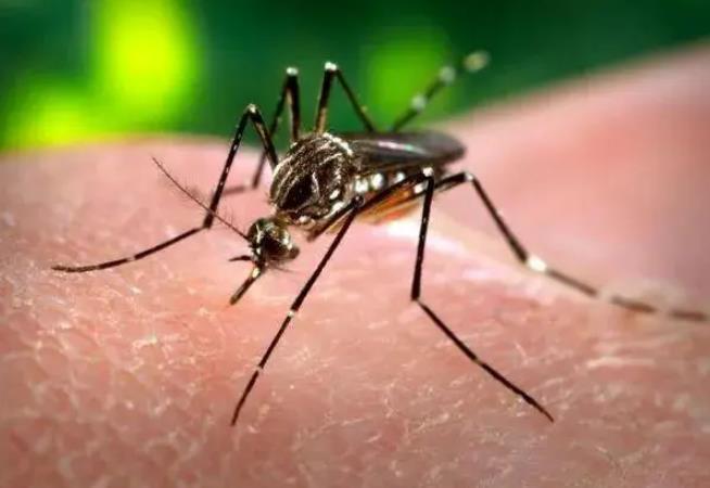 今年北京夏季蚊虫数量未减反增，采取预防措施降低叮咬风险